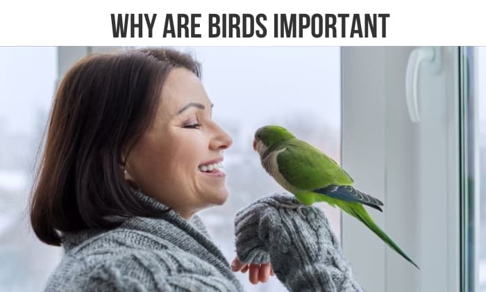 why are birds important