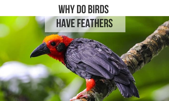 why do birds have feathers