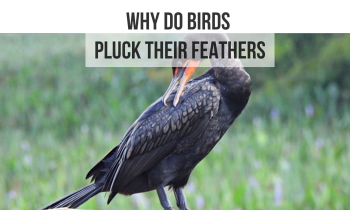 why do birds pluck their feathers