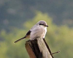 woodpeckers-eat-other-birds