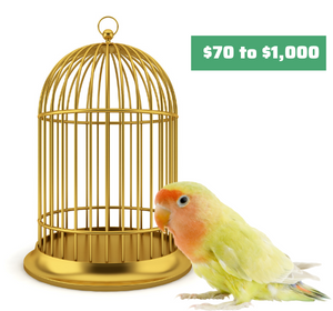 Bird-Cage-and-Carrier-Cost-Considerations