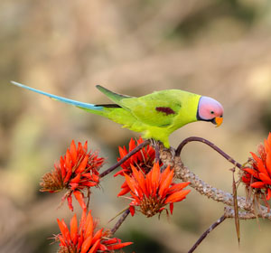Blossom-Headed-Parakeet