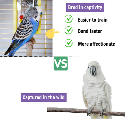 Breeding-Location-Affects-the-Cost-of-a-Parrot