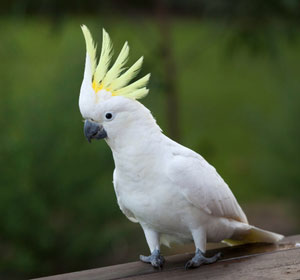 Cockatoo