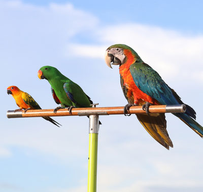 Lifespan-Affects-the-Cost-of-a-Parrot