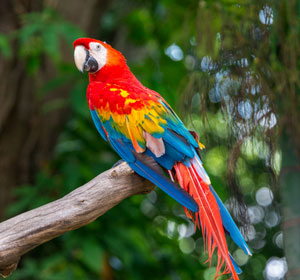 Macaw