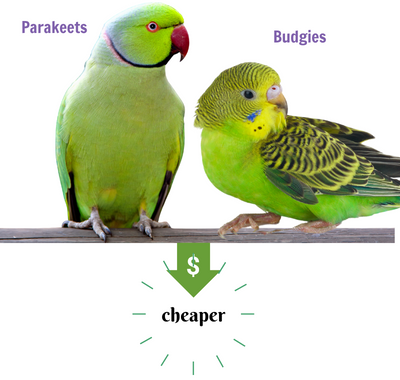 Species-Affect-the-Cost-of-a-Parrot
