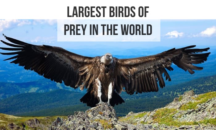 largest birds of prey in the world