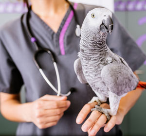 Vet-Visits-and-Insurance-Cost-Considerations