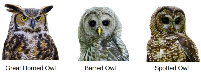 a-hawk-carry-in-its-talons
