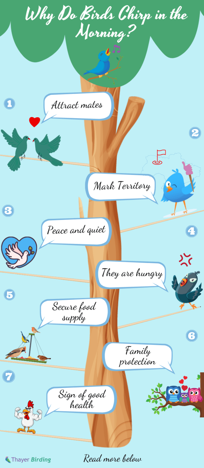 Why Do Birds Chirp in the Morning? Discover 7 Reasons Why