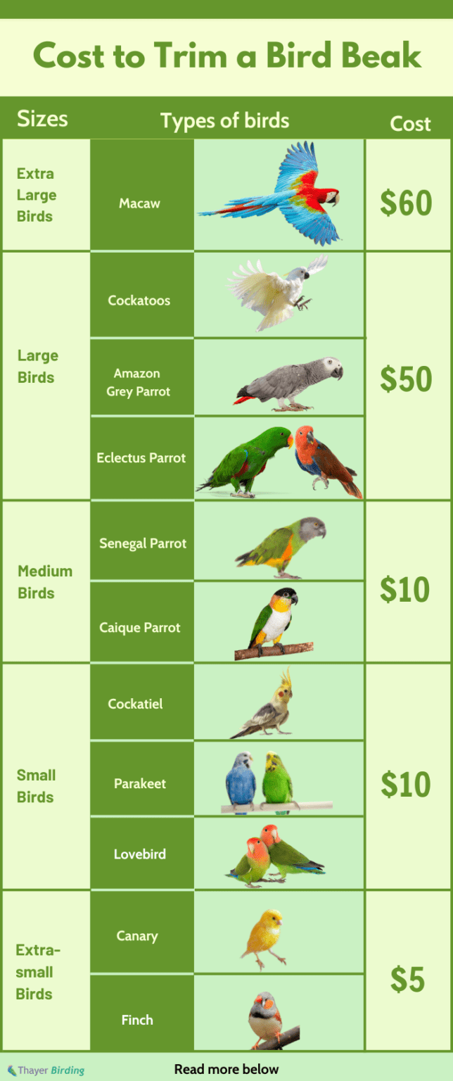 How Much Does It Cost to Trim a Bird Beak? (2024 Updated)