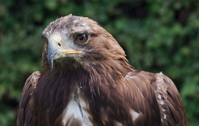 condor-largest-bird-of-prey