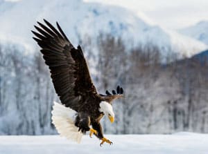 crows-group-name