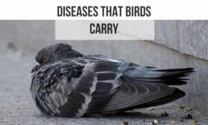 diseases that birds carry