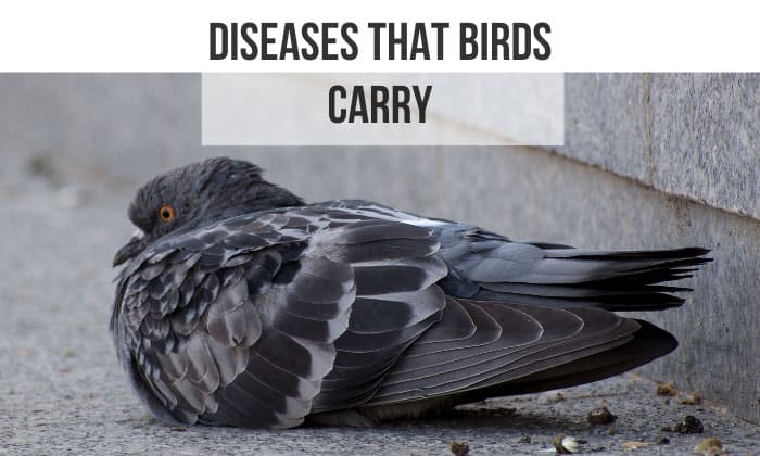List of Diseases That Birds Carry You Should Know!