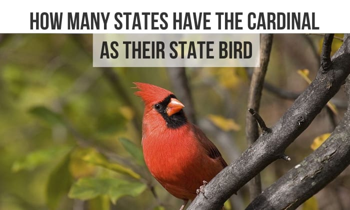  how many states have the cardinal as their state bird