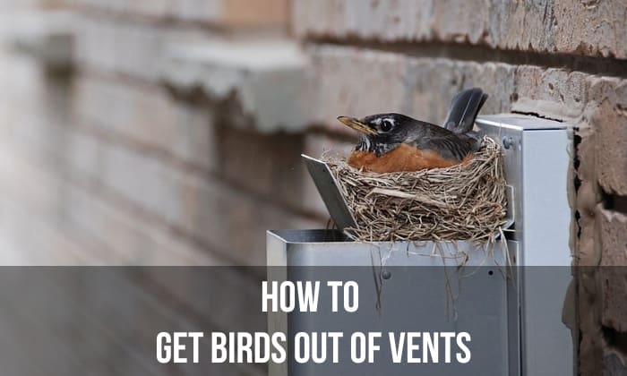 how to get birds out of vents