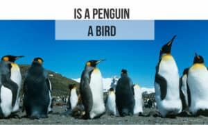 is a penguin a bird