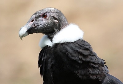 largest-predatory-birds