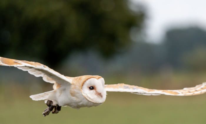 owl-pick-up-a-small-dog