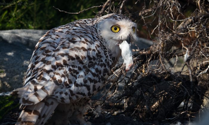 owl-picking-up-cat