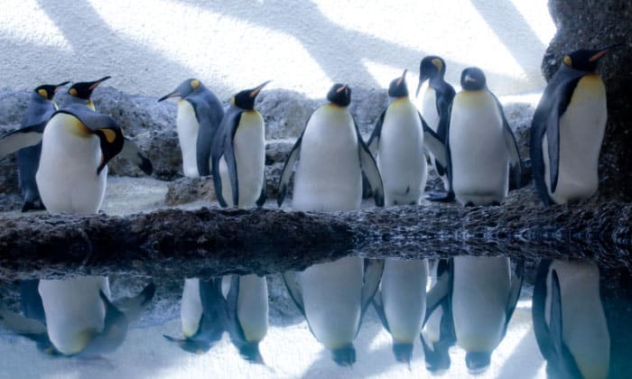penguin-infomation