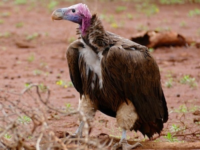 the-strongest-eagle-in-the-world