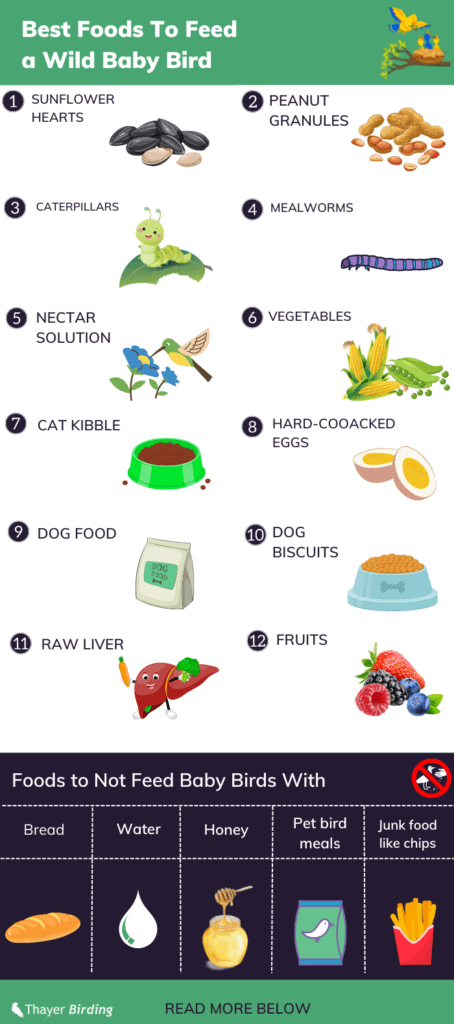 What Do Baby Birds Eat 12 Foods And Feeding Tips what-do-baby-birds-eat-12-foods-and-feeding-tips