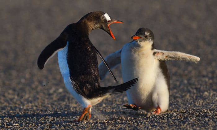 what-do-penguins-do