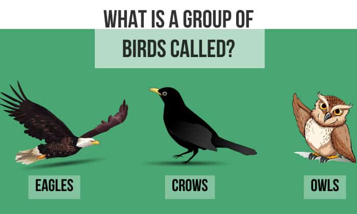 what is a group of birds called