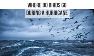 where do birds go during a hurricane