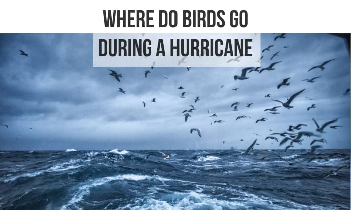 Where Do Birds Go During a Hurricane? Get the Facts Here!