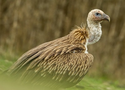 worlds-largest-bird-of-prey