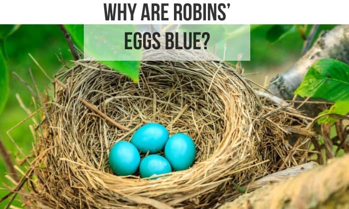 why are robins eggs blue
