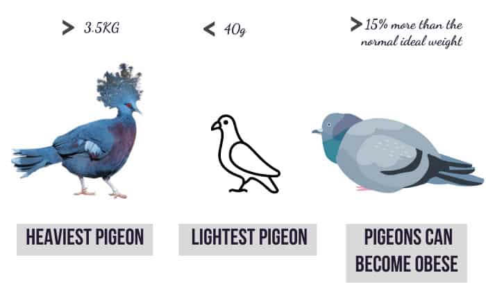 average-weight-of-a-pigeon