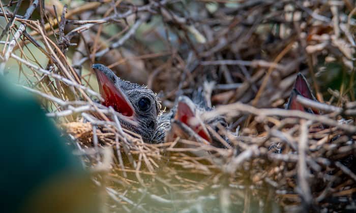 baby-roadrunner