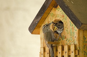 best-time-to-clean-out-a-birdhouse