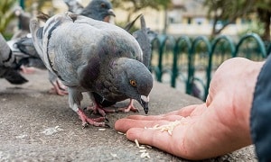 bird-eating-rice-and-exploding