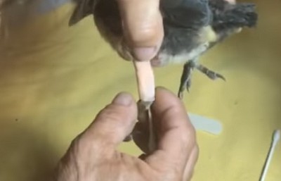 bird-with-injured-leg