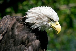 birds-fluff-up-their-feathers