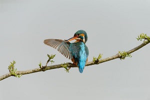 birds-get-puffy