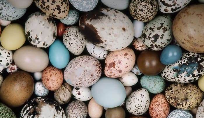 birds-lay-blue-eggs-in-nc