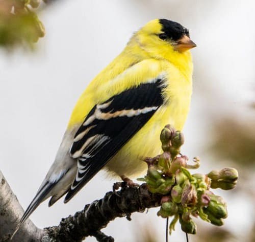 birds-of-washington-state