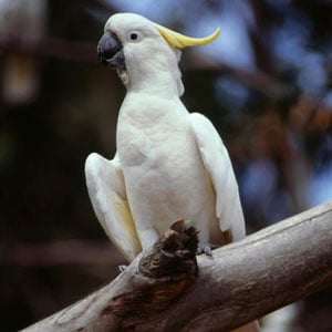 blue-cockatoo