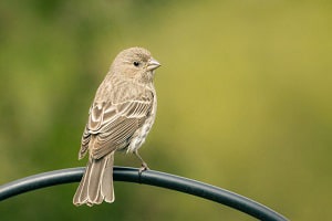 color-are-finches