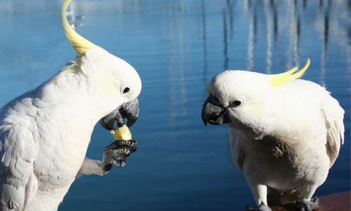 cost-of-a-cockatoo