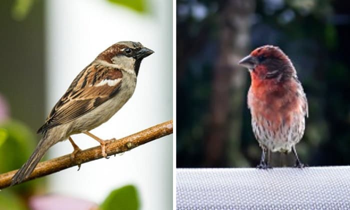 difference-between-sparrow-and-finch