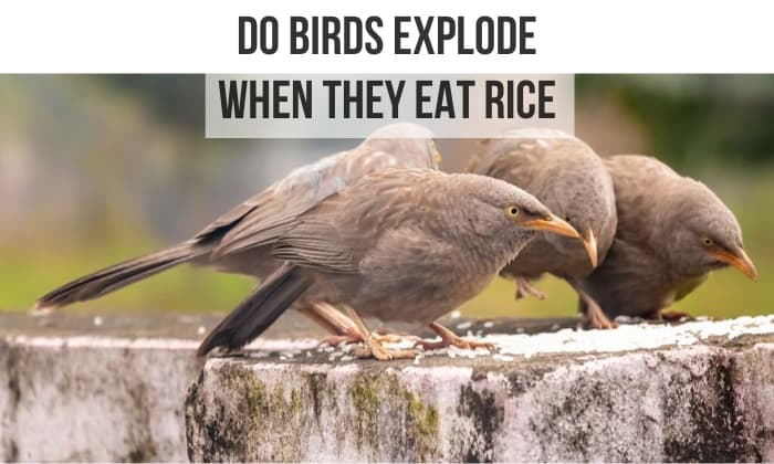 do birds explode when they eat rice