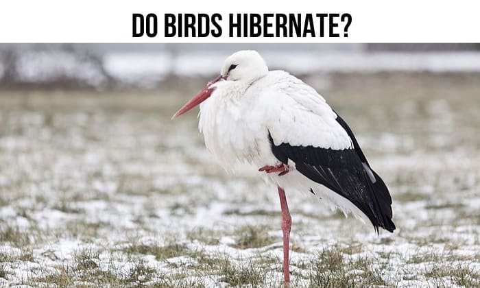 do birds hibernate
